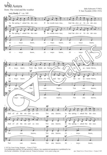 [504676] Wild Asters